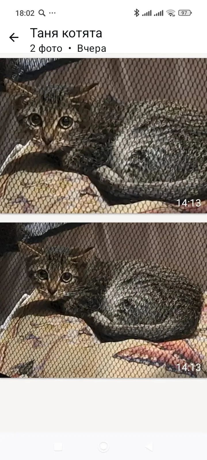 Котенок девочка 4 месяца пристраивается. (3)