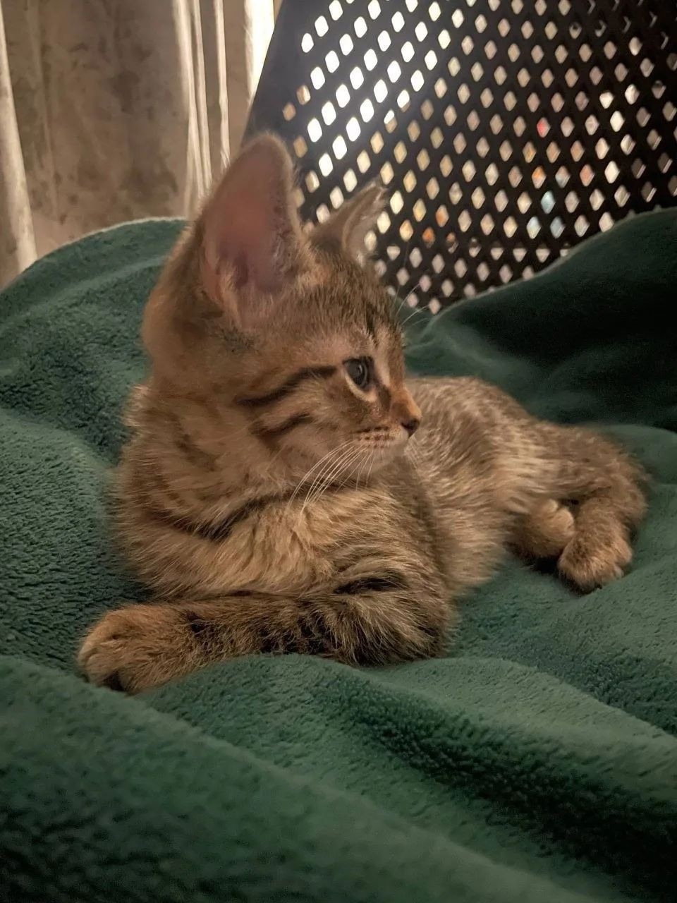 Котенок девочка 4 месяца пристраивается. (4)