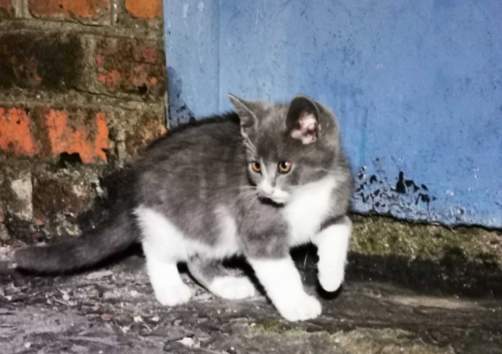 Краснодар: котята остались без мамы.
