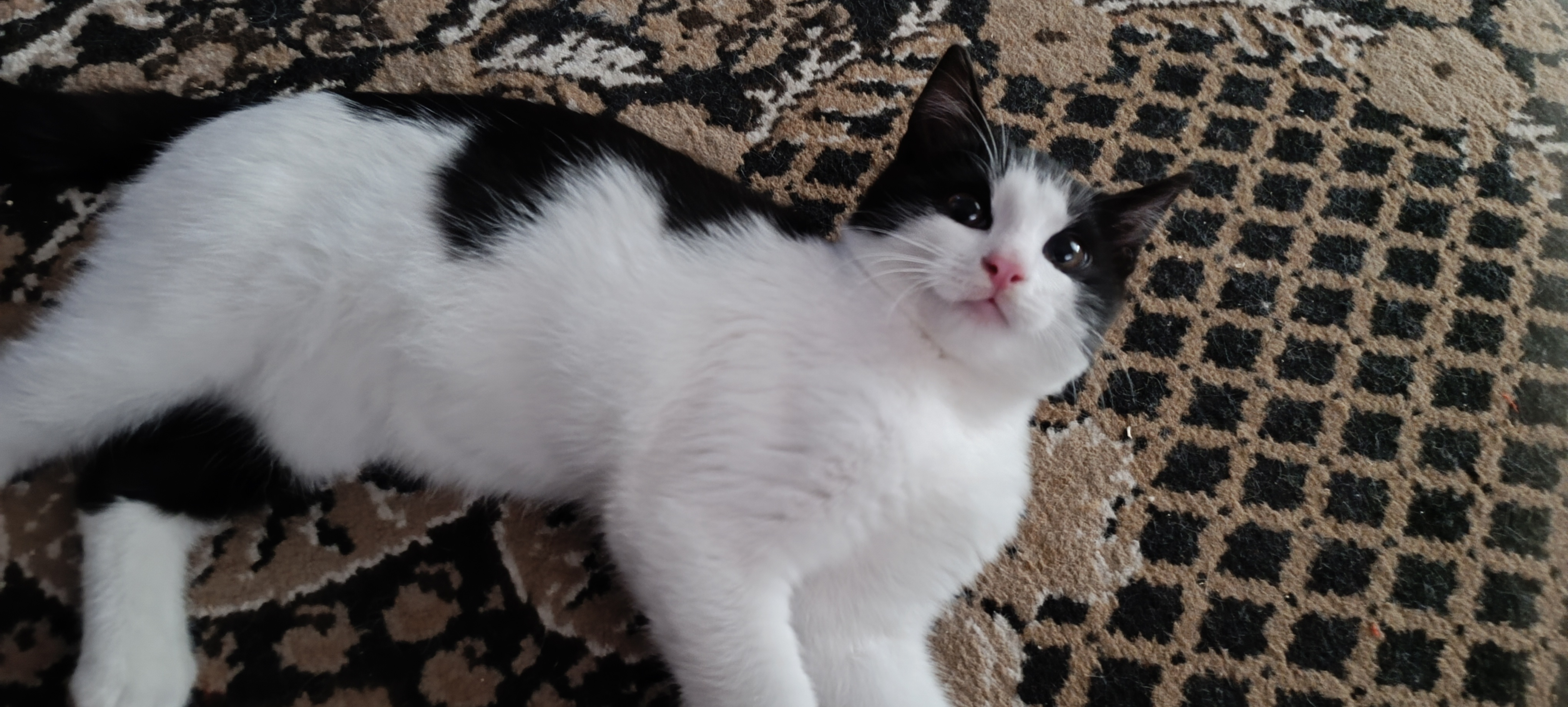 Котёнок в добрые руки (2)