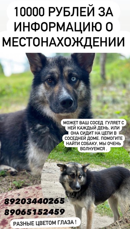 ‼Пропала собака‼Иваново и область!
‼Вознаграждение 10000